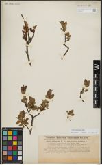 Foto von Salix waldsteiniana Willd.